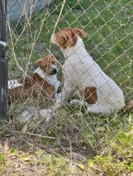 Found/Stray Male Dog last seen Beach/ Spring Park , Jacksonville, FL 32207