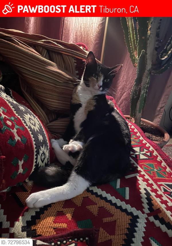 Lost Female Cat last seen Near Ned’s Way, Tiburon blvd, Tiburon, CA 94920