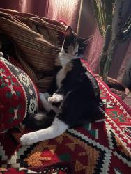 Lost Female Cat last seen Near Ned’s Way, Tiburon blvd, Tiburon, CA 94920