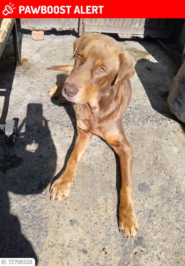 Lost Male Dog last seen Calle celorey 407 , San Nicolás de los Garza, N.L. 66445