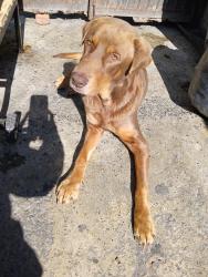 Lost Male Dog last seen Calle celorey 407 , San Nicolás de los Garza, N.L. 66445