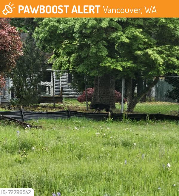 Found/Stray Unknown Dog last seen G Street & 40th Street, Vancouver, WA 98663