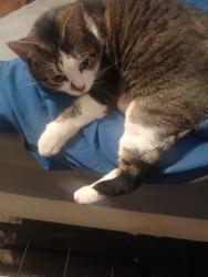 Lost Female Cat last seen Farm fresh bethalto Illinois , Bethalto, IL 62010
