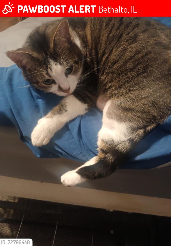 Lost Female Cat last seen Farm fresh bethalto Illinois , Bethalto, IL 62010