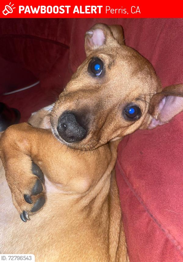 Lost Female Dog last seen Auburn ct , Perris, CA 92570
