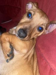 Lost Female Dog last seen Auburn ct , Perris, CA 92570