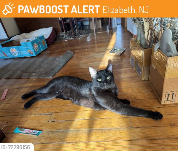 Found/Stray Male Cat last seen Westfield Ave Elizabeth New Jersey , Elizabeth, NJ 07207