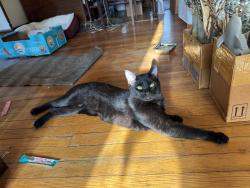 Found/Stray Male Cat last seen Westfield Ave Elizabeth New Jersey , Elizabeth, NJ 07207