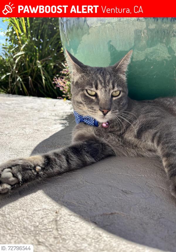 Lost Male Cat last seen Breaker/Hilltop, Ventura, CA 93003