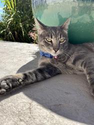 Lost Male Cat last seen Breaker/Hilltop, Ventura, CA 93003