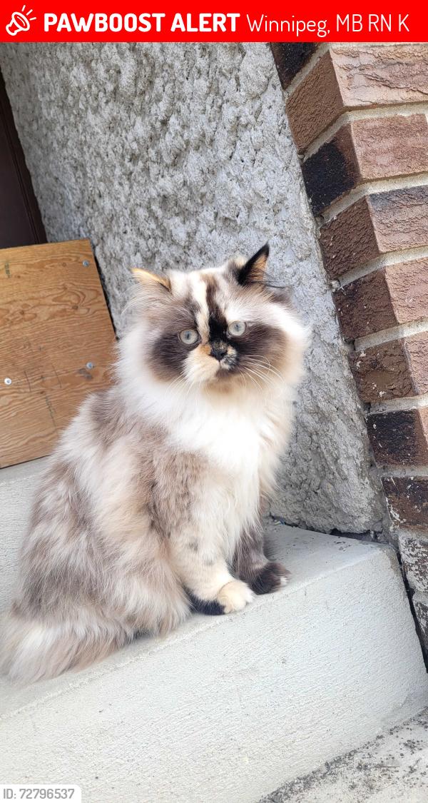 Lost Female Cat last seen Thornwood Avenue , Winnipeg, MB R2N 1K7