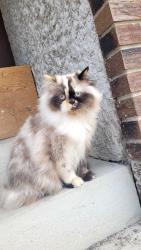 Lost Female Cat last seen Thornwood Avenue , Winnipeg, MB R2N 1K7