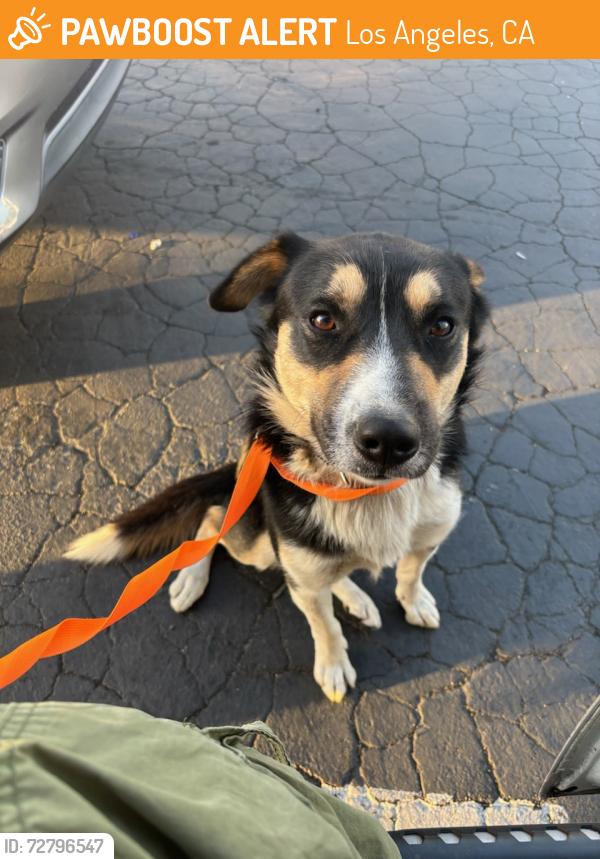 Found/Stray Male Dog last seen Vanowen St and Tampa Ave, Los Angeles, CA 91335