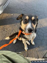 Found/Stray Male Dog last seen Vanowen St and Tampa Ave, Los Angeles, CA 91335