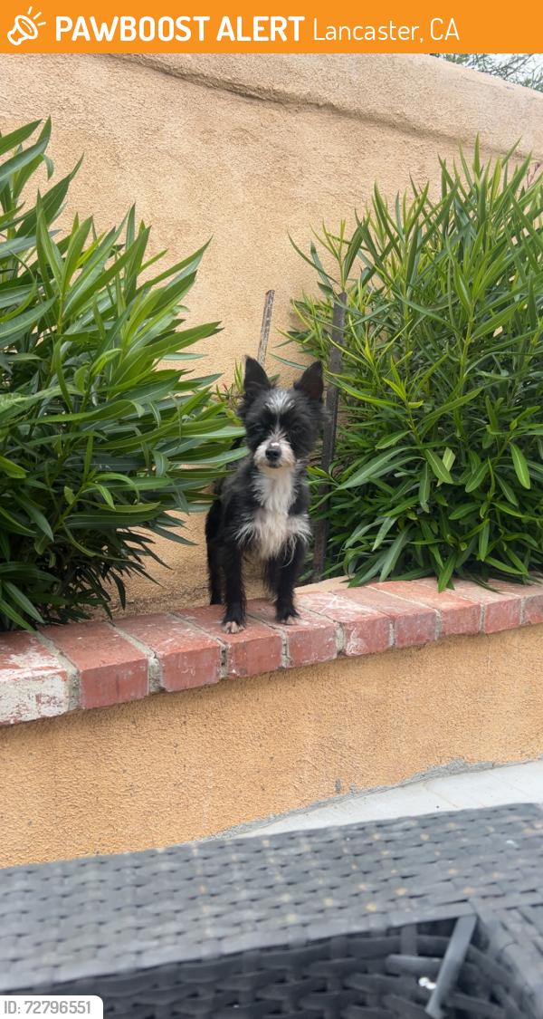 Found/Stray Male Dog last seen Columbia way, Lancaster, CA 93536