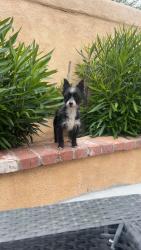 Found/Stray Male Dog last seen Columbia way, Lancaster, CA 93536