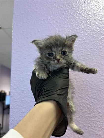 Shelter Stray Male Cat last seen El Paso, TX 79915, Fort Bliss, TX 79906