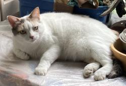 Lost Female Cat last seen Indigo Lakes Dr. Magnolia, TX, Magnolia, TX 77355