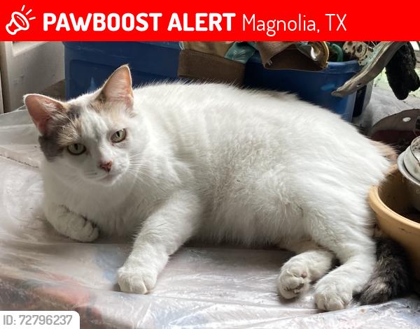 Lost Female Cat last seen Indigo Lakes Dr. Magnolia, TX, Magnolia, TX 77355