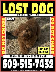 Lost Male Dog last seen Sonic olden Ave Ewing nj, Ewing Township, NJ 08638