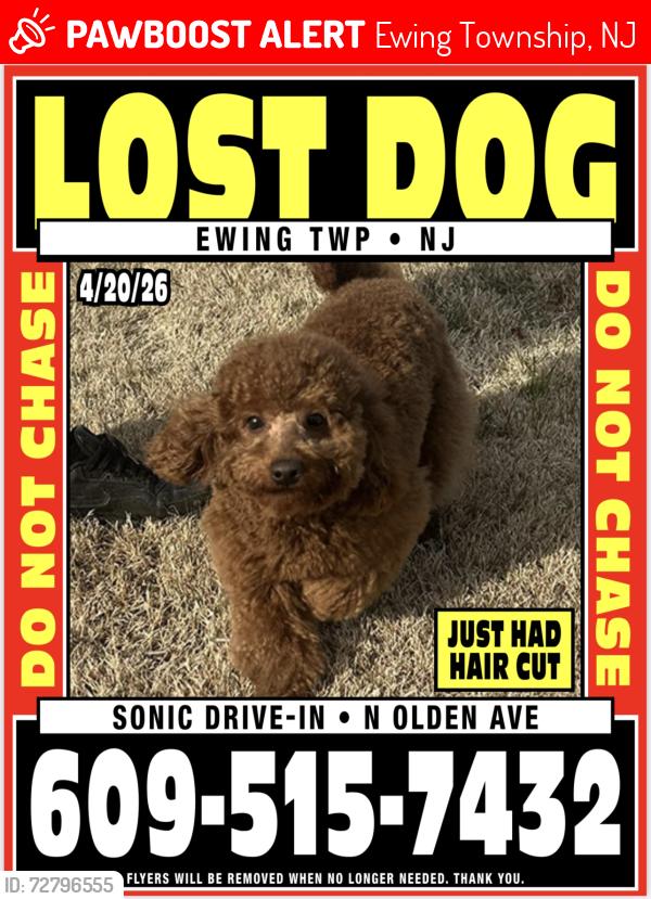 Lost Male Dog last seen Sonic olden Ave Ewing nj, Ewing Township, NJ 08638