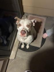 Found/Stray Female Dog last seen Near and 129, Tulsa, OK 74103