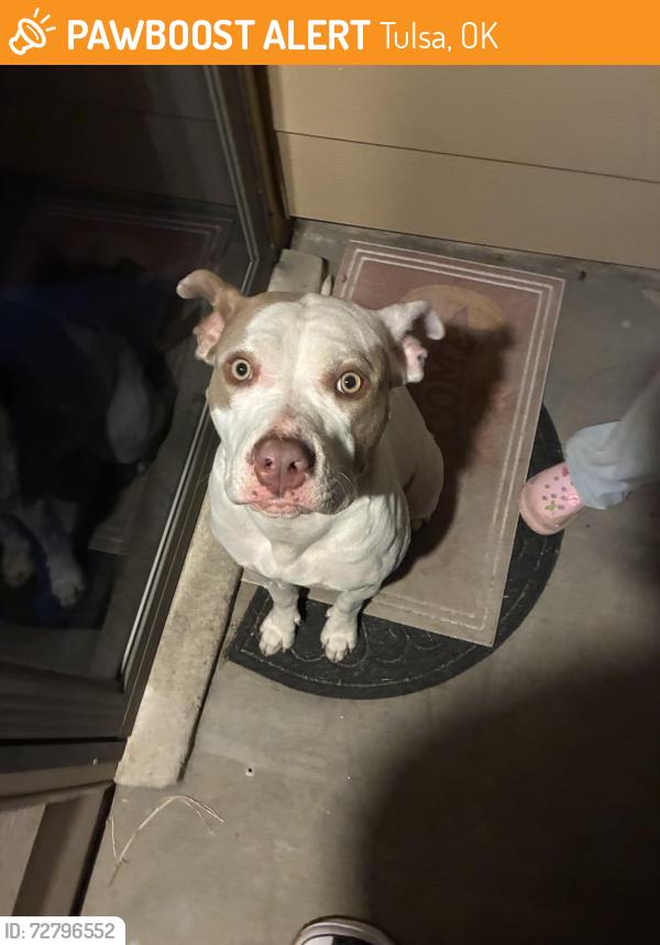 Found/Stray Female Dog last seen Near and 129, Tulsa, OK 74103