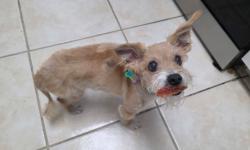 Lost Female Dog last seen Near turnpike, Plantation, FL 33313