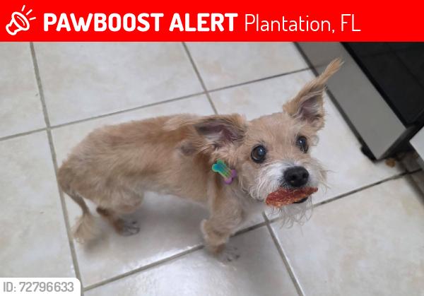Lost Female Dog last seen Near turnpike, Plantation, FL 33313
