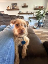 Lost Male Dog last seen Near oriole Trl humble tx, Humble, TX 77338