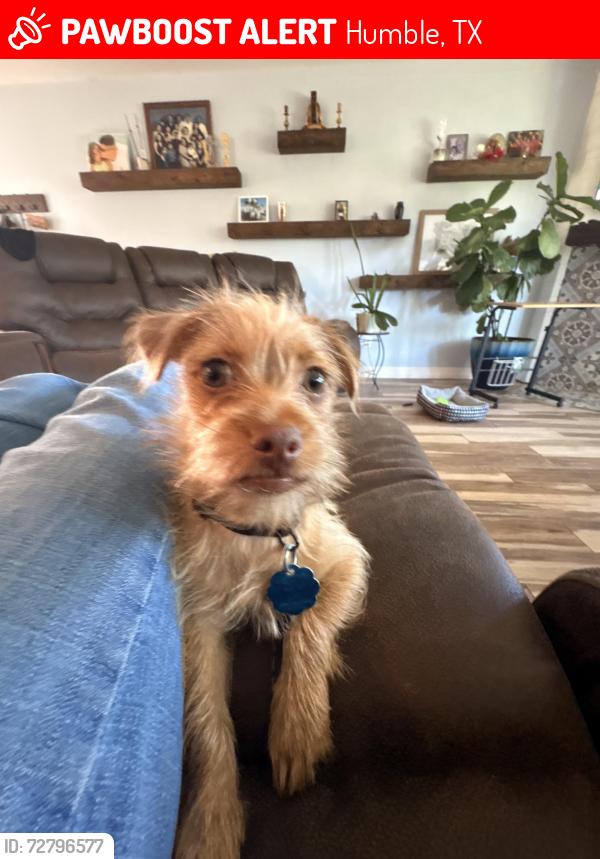 Lost Male Dog last seen Near oriole Trl humble tx, Humble, TX 77338