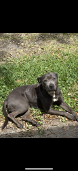 Lost Female Dog last seen merrill rd/ justina rd, Jacksonville, FL 32277