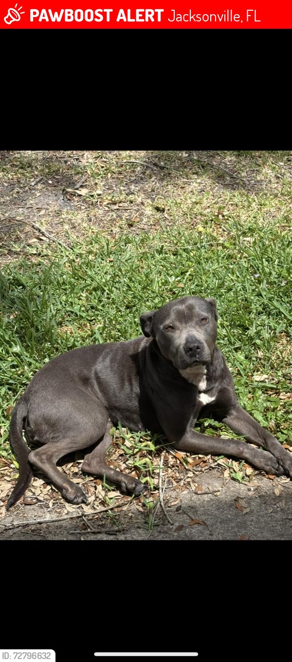 Lost Female Dog last seen merrill rd/ justina rd, Jacksonville, FL 32277