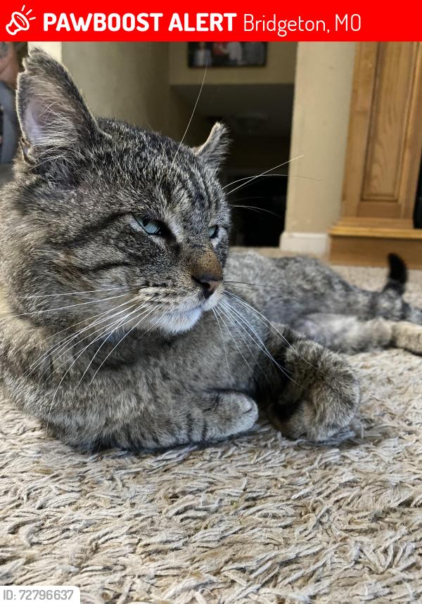 Lost Male Cat last seen Whitehall Manor, Bridgeton, MO 63044
