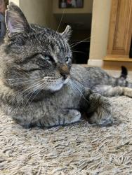 Lost Male Cat last seen Whitehall Manor, Bridgeton, MO 63044