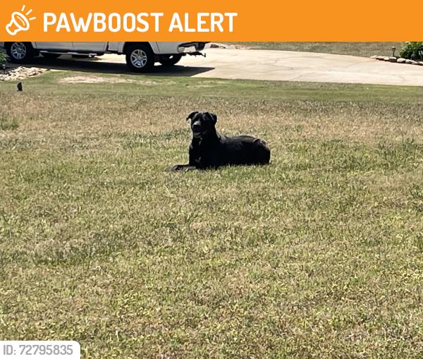 Found/Stray Unknown Dog last seen Off Locust Hill Rd, Greenville County, SC 29687