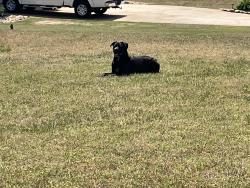Found/Stray Unknown Dog last seen Off Locust Hill Rd, Greenville County, SC 29687