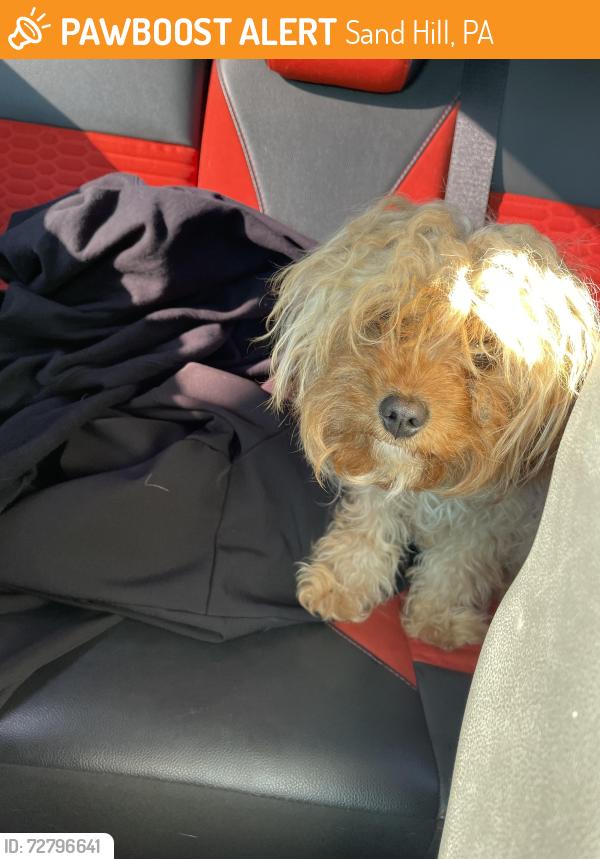 Found/Stray Female Dog last seen Sunoco , Sand Hill, PA 17046