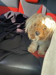 Found/Stray Female Dog last seen Sunoco , Sand Hill, PA 17046