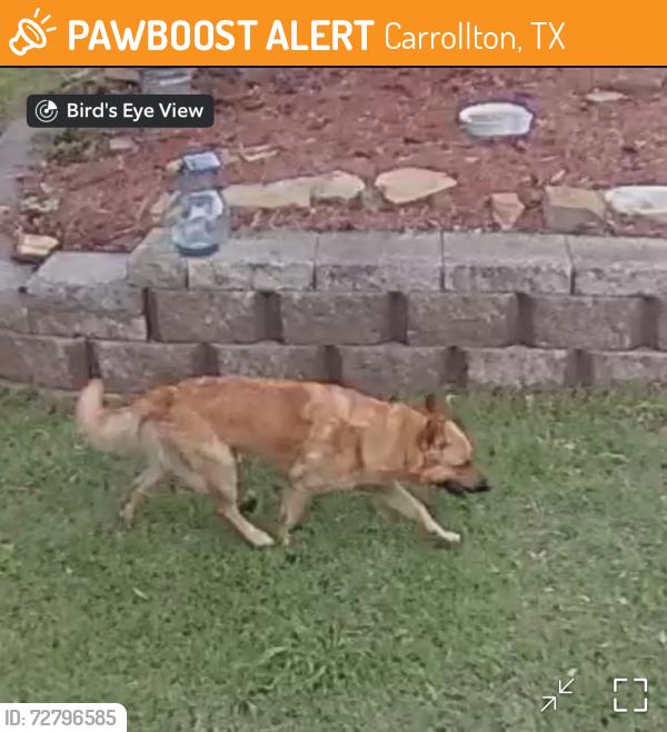 Found/Stray Male Dog last seen Green Ridge Dr and Josey lane, Carrollton, TX 75007