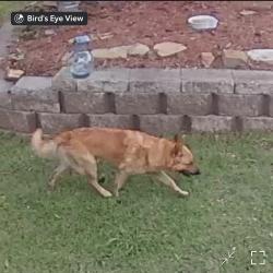 Found/Stray Male Dog last seen Green Ridge Dr and Josey lane, Carrollton, TX 75007