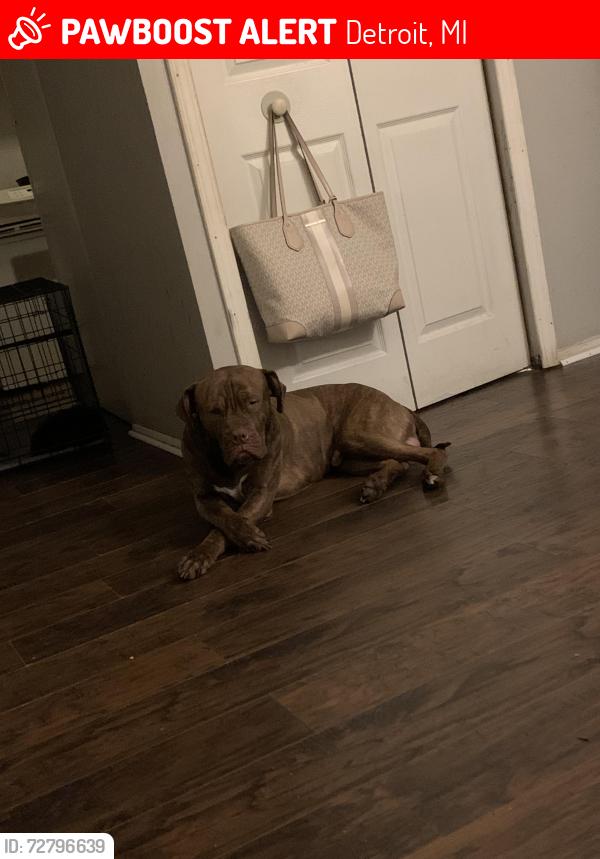 Lost Male Dog last seen Near Fleming , Detroit, MI 48234