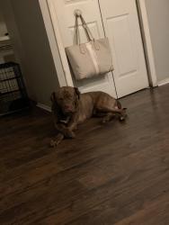 Lost Male Dog last seen Near Fleming , Detroit, MI 48234