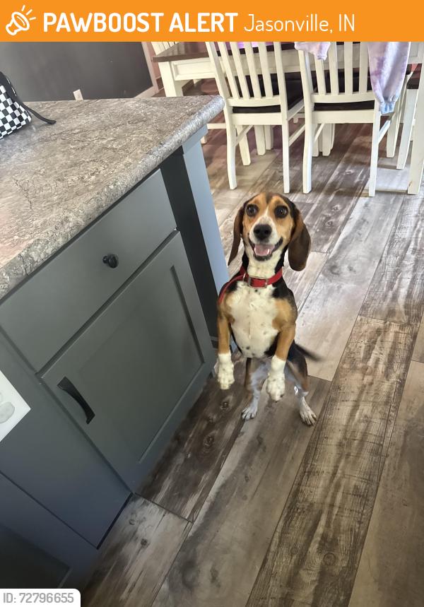Found/Stray Female Dog last seen 500W Lewis, IN, Jasonville, IN 47438