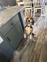 Found/Stray Female Dog last seen 500W Lewis, IN, Jasonville, IN 47438