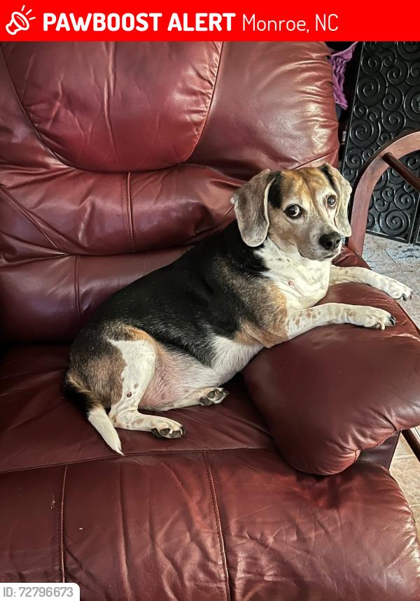 Lost Female Dog last seen Monroe Atrium hosp, Monroe, NC 28112