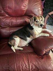 Lost Female Dog last seen Monroe Atrium hosp, Monroe, NC 28112