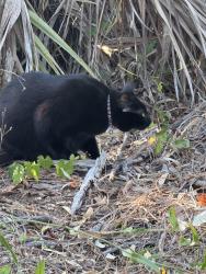 Found/Stray Unknown Cat last seen Bell tower, Fort Myers, FL 33907