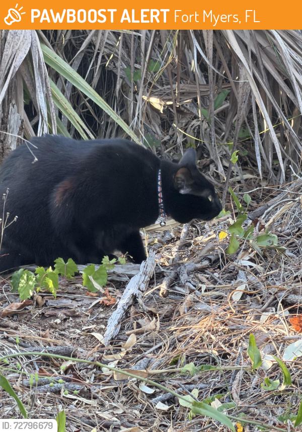 Found/Stray Unknown Cat last seen Bell tower, Fort Myers, FL 33907