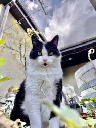Lost Female Cat last seen In bluffdale near the Jordon river and the church lds church , Bluffdale, UT 84065